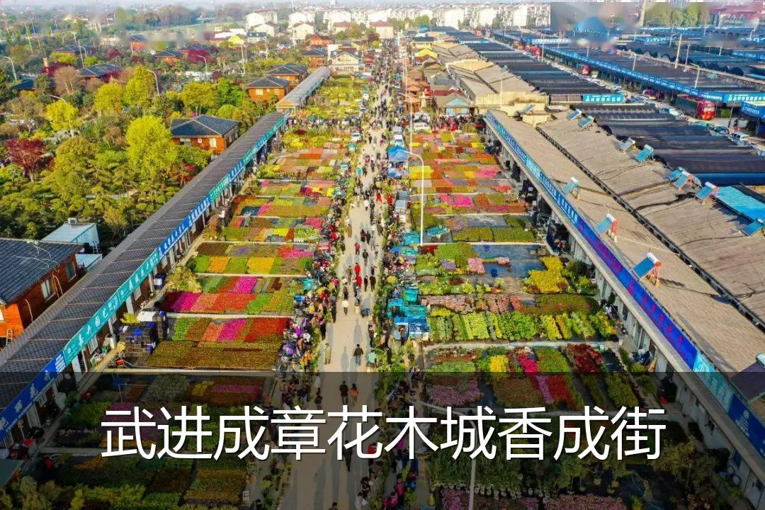 武进成章花木城香成街